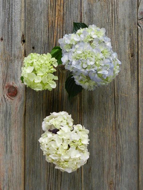 BEST SELLER HYDRANGEA BOX WITH 10 WHITE, 10  BLUE, & 10 MINI GREEN